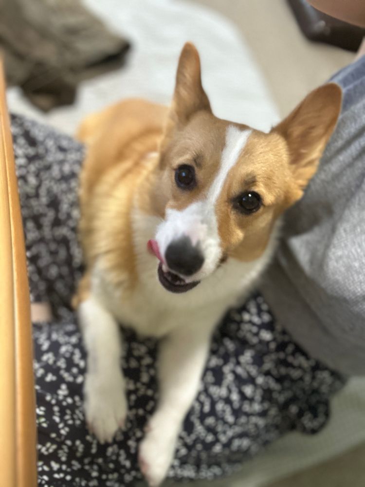 膝の上で舌をペロリなコーギー