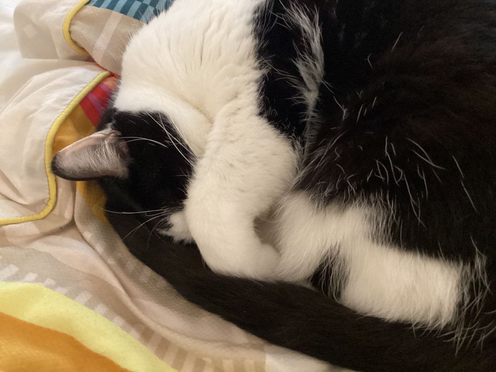 black and white cat napping 
