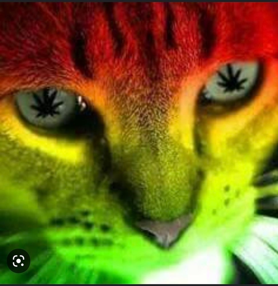 imagem de um gato nas cores vermelho, amarelo e verde (cores do reggae) com folhas de maconha no lugar da pupila
