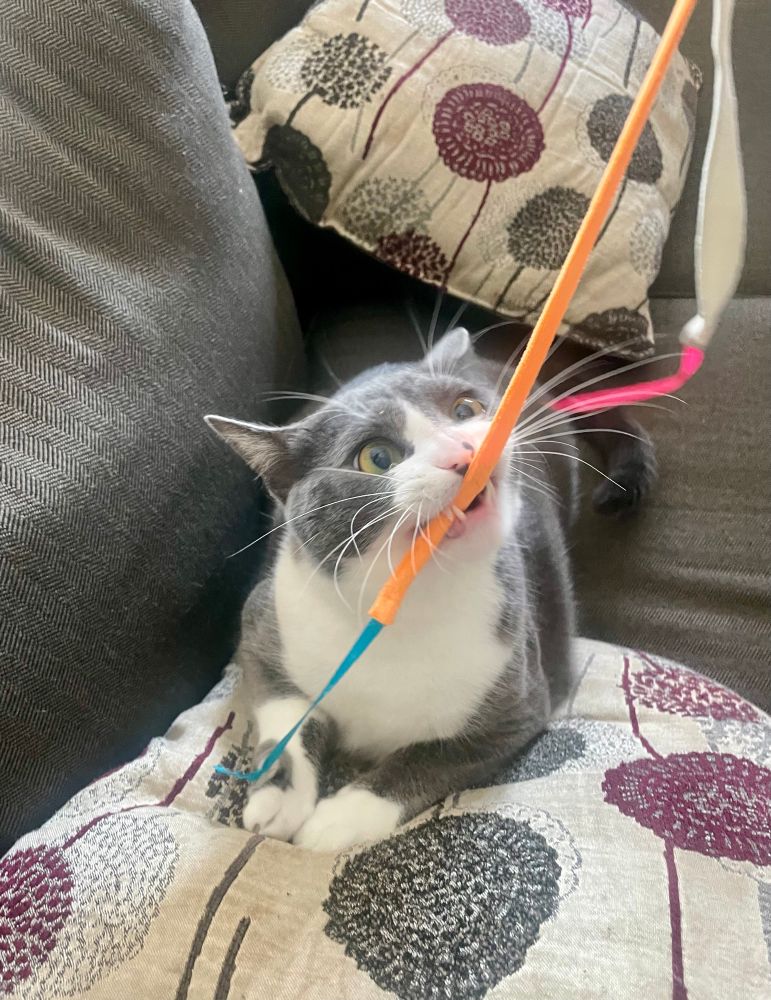 Taro the gray tuxedo cat is playing with a toy that has cloth streamers and ribbons on the end. He is making a very silly face he chomps the ribbon, both of his bottom fangs showing.