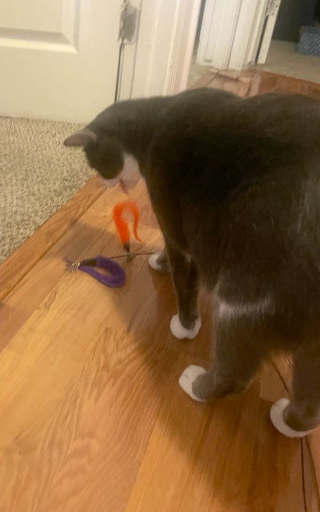 I somehow managed to catch a photo of Taro opening his mouth to drop the two worm toys on the floor. His tongue is sticking out. He looks very silly.
