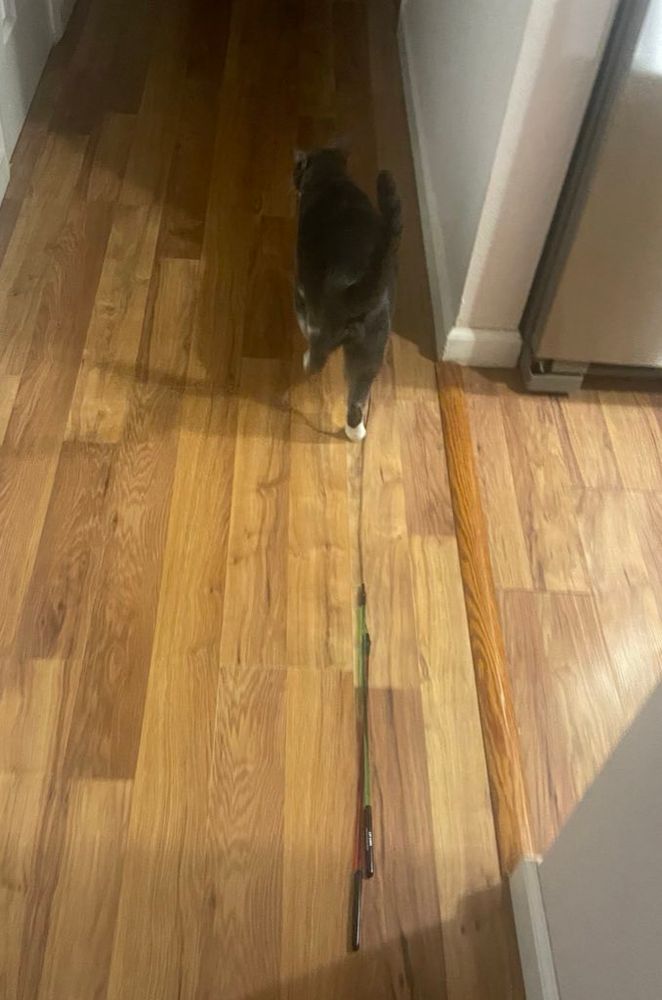 Taro the gray tuxedo cat drags two worm attachments on kitty fishing poles down the hallway.