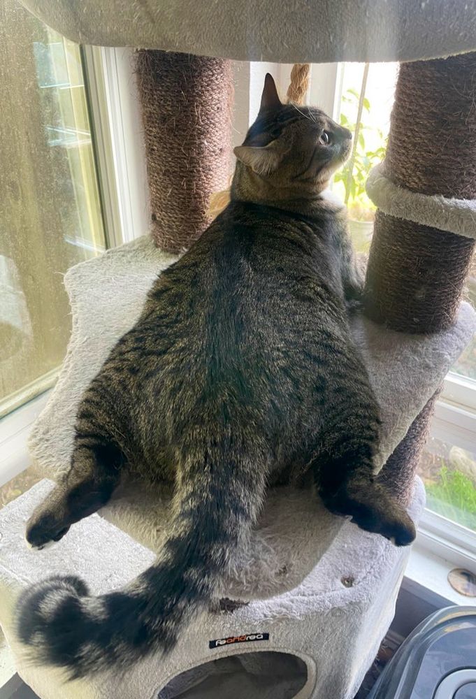 Toby the tabby and white cat is lying on the shelf of a cat tree with his feet dangling over the sides. He is looking up into the air at a bird. He is extremely triangle shaped and very adorable.