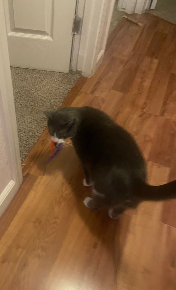 Now Taro is seen with both an orange and a purple worm toy carried in his mouth. He is looking over his shoulder to see if either of his brothers is going to try to steal them.