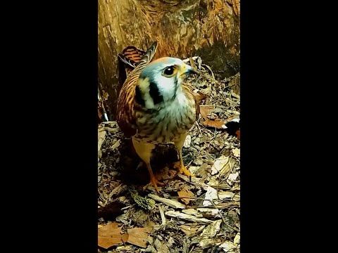 American Kestrel Cam Top 5 in 2025: Kestrels Have A Chat During Incubation Switch
