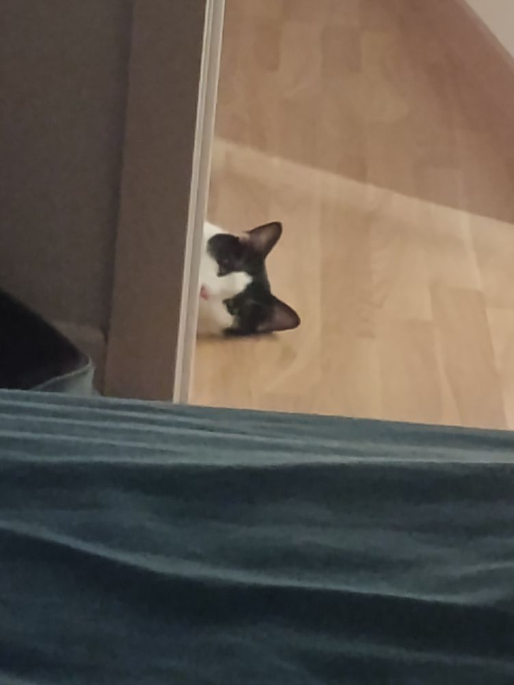 Panda, el gato, observando desde el marco de la puerta, acostado en el suelo. Solo se le ve del morrito parriba.