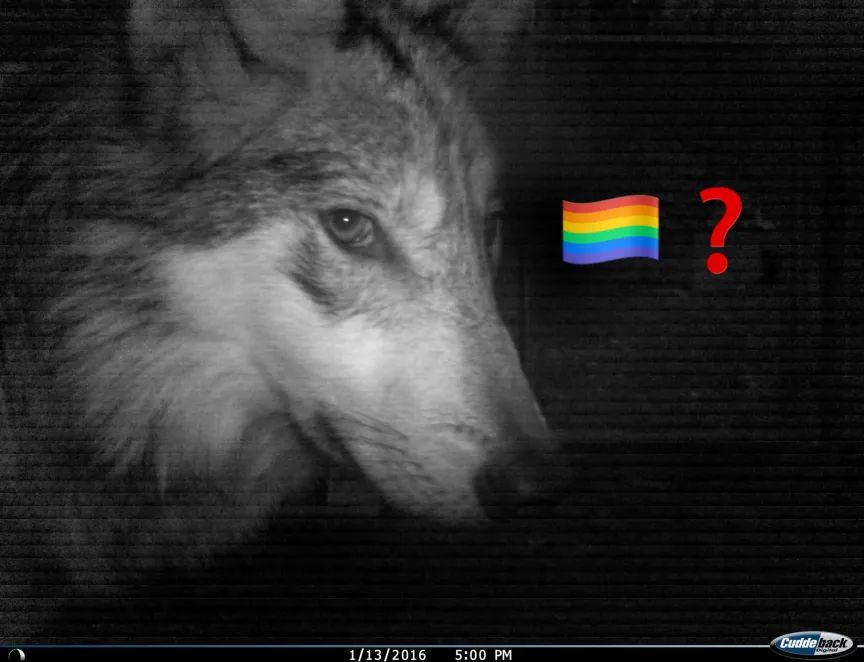 wolf looking at you gayly
