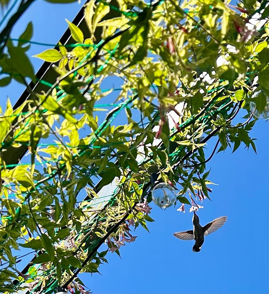 A hummingbird hovers in front of pink jasmine