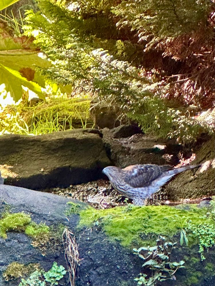 A photo of a handsome Cooper’s Hawk having a drink at VanDusen Gardens 
