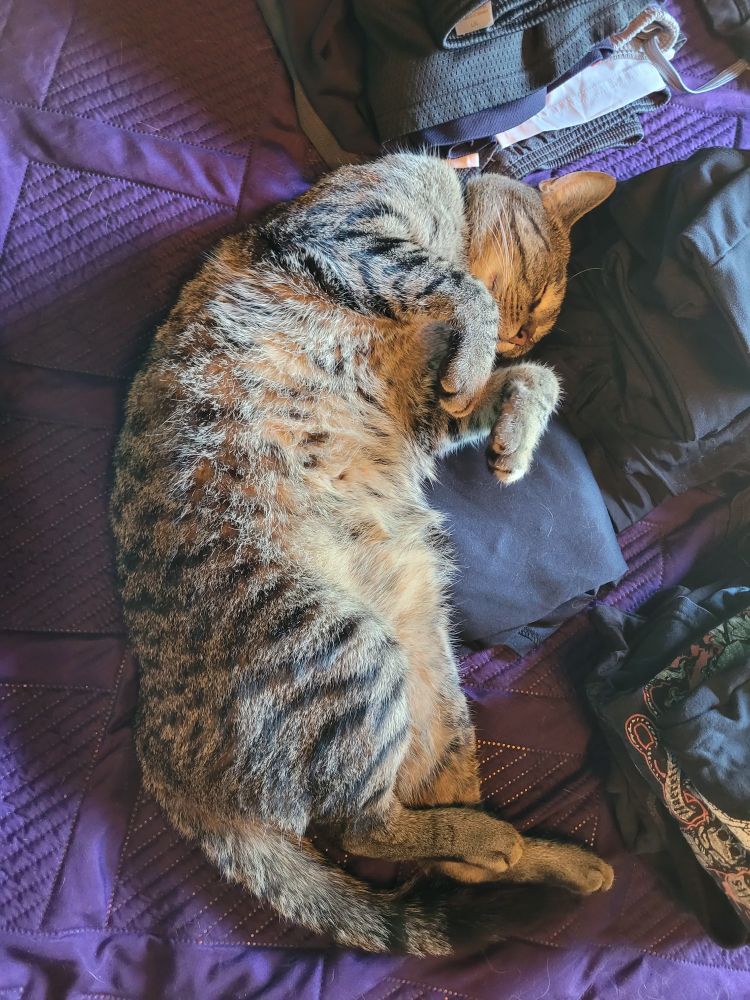 Lazy tabby cat laying on a pile of laundry. 