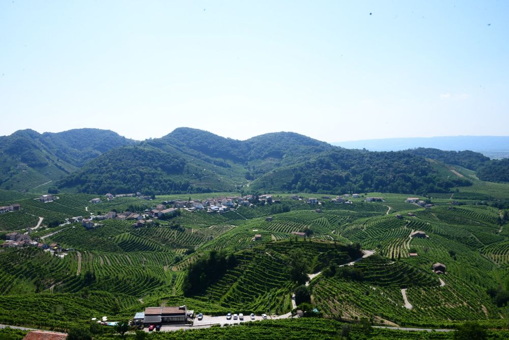 Vineyards in the Veneto region of Italy