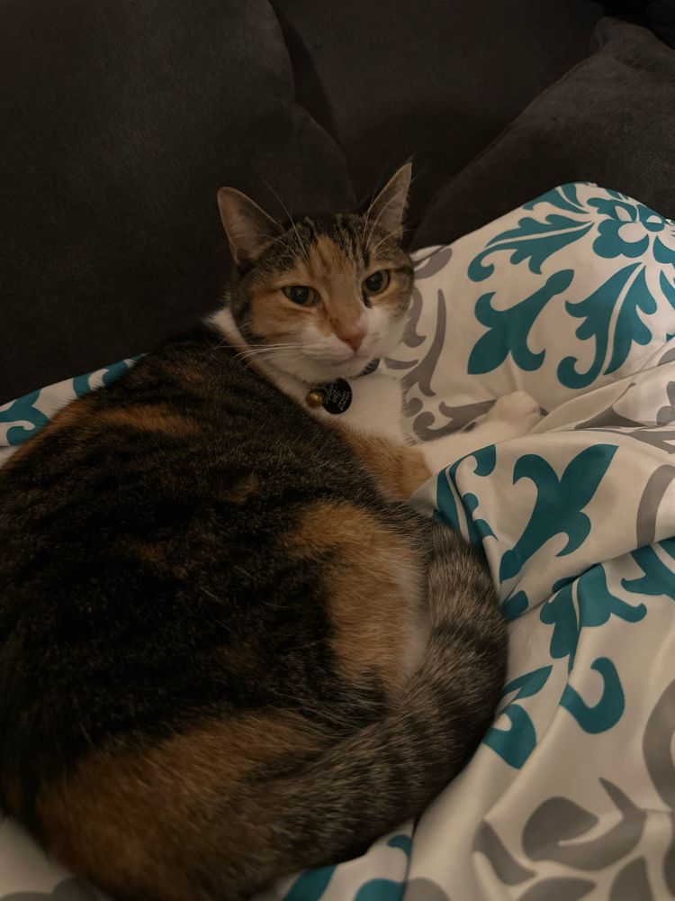 Bowie—a brown, black, orange, and white calico tabby cat—rests comfortably on a turquoise and white damask-print blanket. 