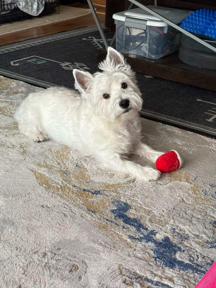 Dog playing with toy 