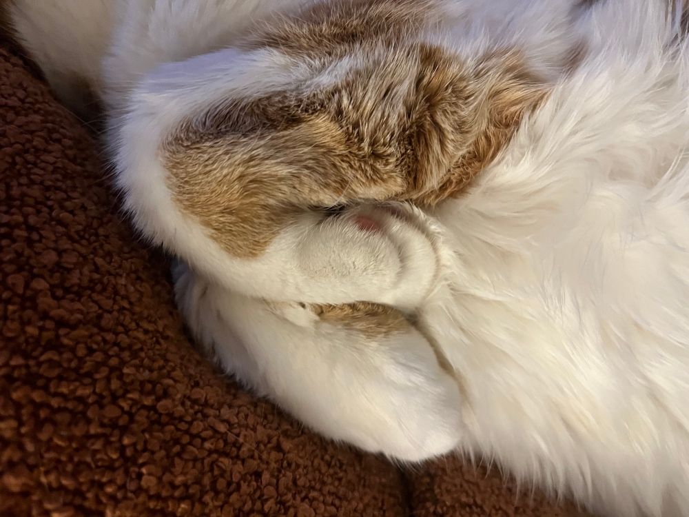 Klein the orange and white kitty’s front legs, tucked against his chest while he naps. 