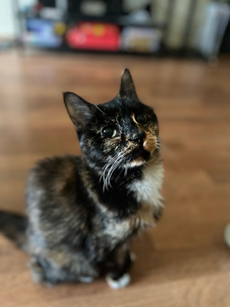 A tortoiseshell kitty sitting pretty on a hard wood floor looking up at the camera expectantly. She is waiting for her second portion of breakfast. 