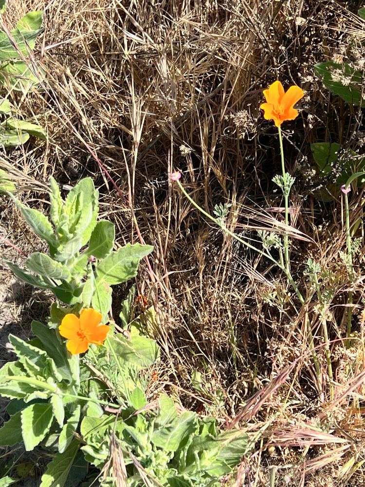 Two orange flowers named Poppies