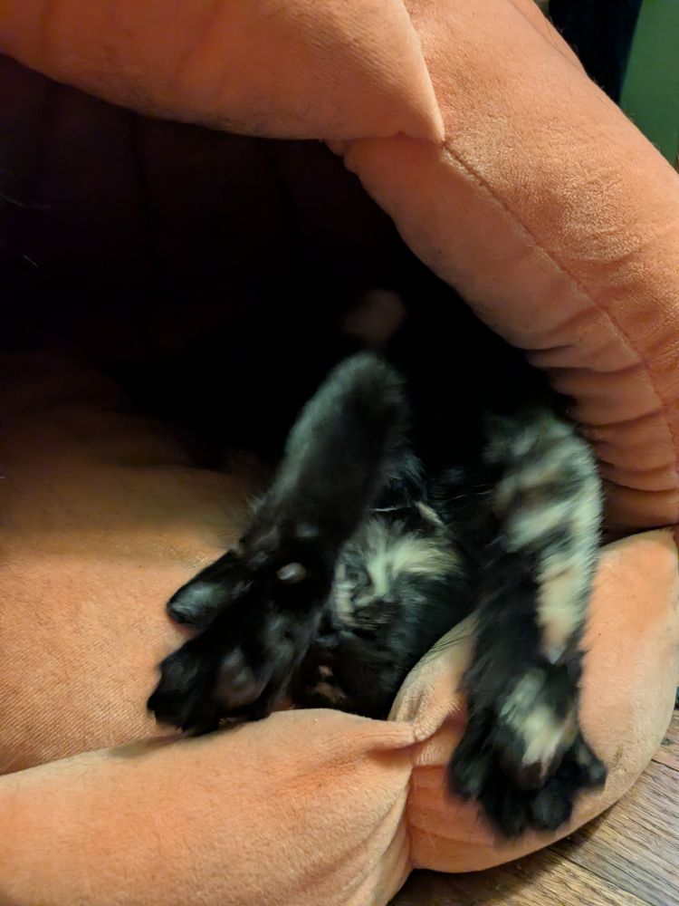 miette defends her pumpkin house 