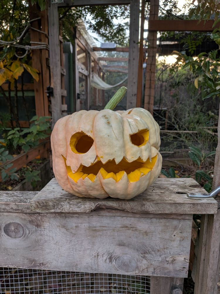 jack-o-lantern on a garden gate