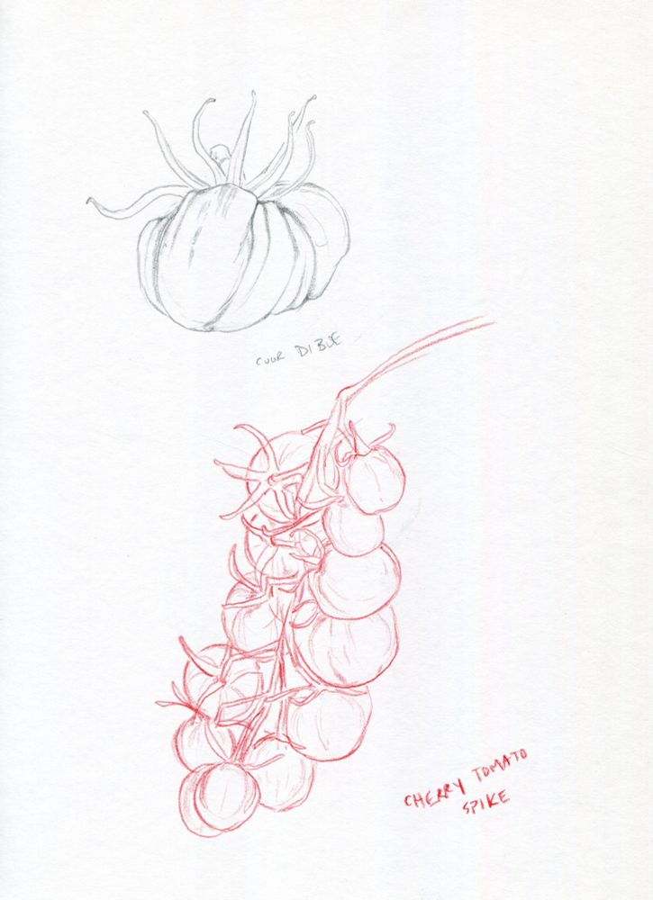 Sketchbook scan page of two drawings on white paper. The topmost sketch is a single ribbed tomato in profile drawn with a grey pencil line. The variety is called a "Cuor di Bue' tomato. The second drawing is in red prismacolour coloured pencil, starting from the center-right of the page angled down to the left. The drawing shows a cherry tomato spike or cluster of fruit on the vine as I saw it on the plant. Page is standard letter size, 8.5" by 11".