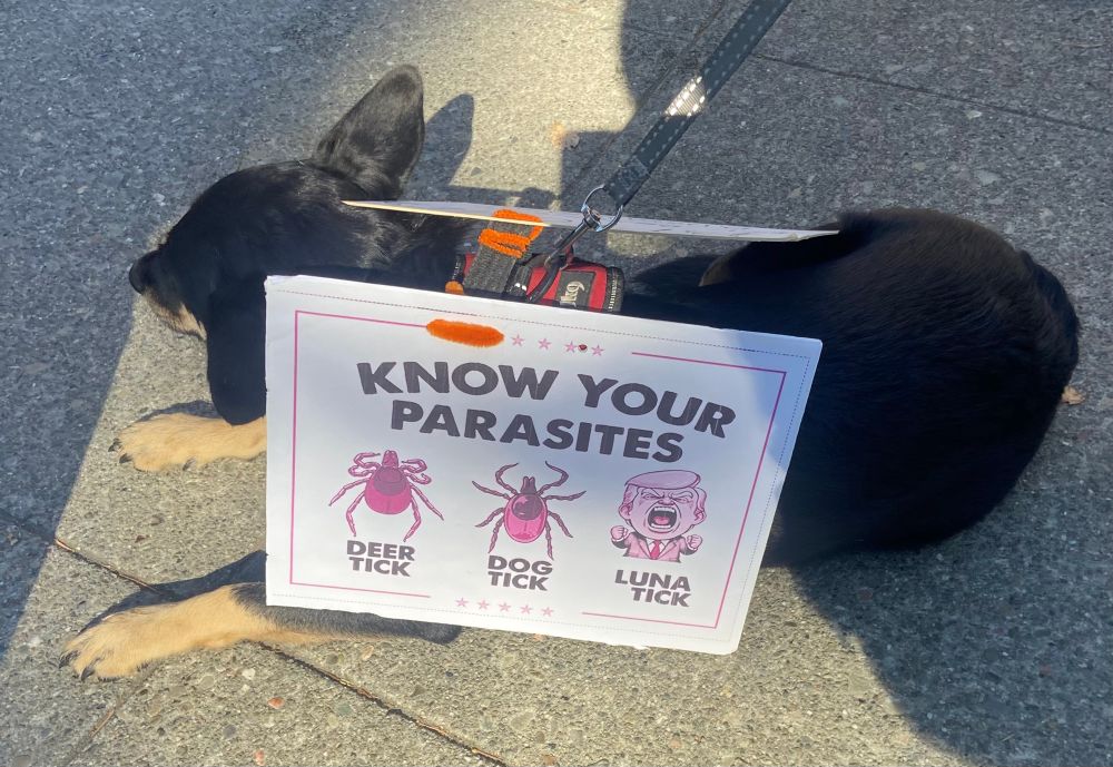 Small black dog with light brown paws lying down on a sidewalk wearing a protest sign saying “Know Your Parasites”  labeled drawings of a Deer Tick, a Dog tick, and Trump labeled “Luna Tick”