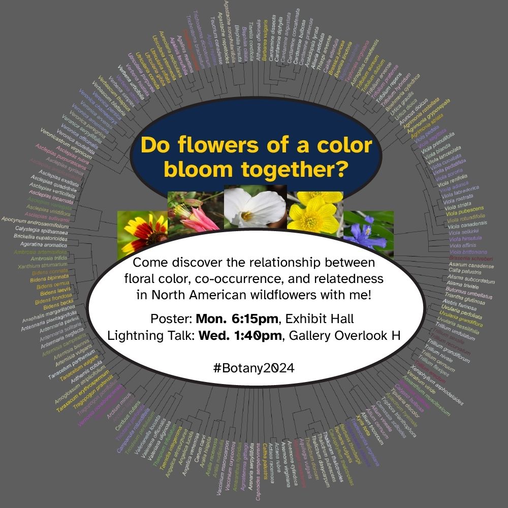 A large, circular phylogeny of wildflowers with names colored by floral color. Title says "Do flowers of a color bloom together?", and body says "Come discover the relationship between floral color, co-occurrence, and relatedness in North American wildflowers with me! Poster: Monday, 6:15pm, Exhibit Hall. Lightning Talk: Wednesday, 1:40pm, Gallery Overlook H. #Botany2024"
