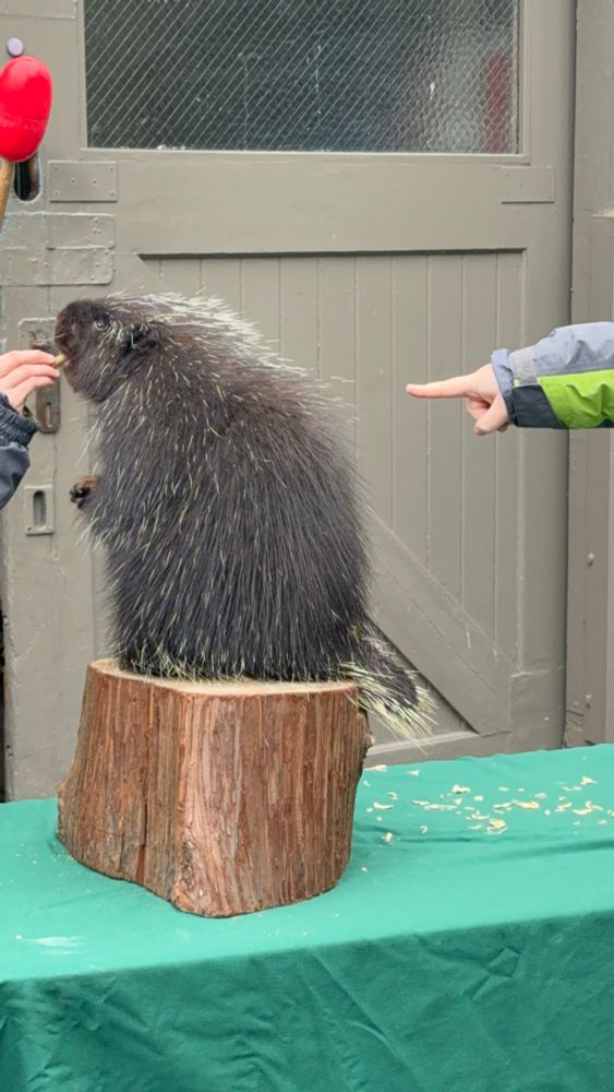 A porcupine stands on her hind legs on a stump at the zoo. She is fed snacks from an employee. She has her winter coat and some quills are visible. 