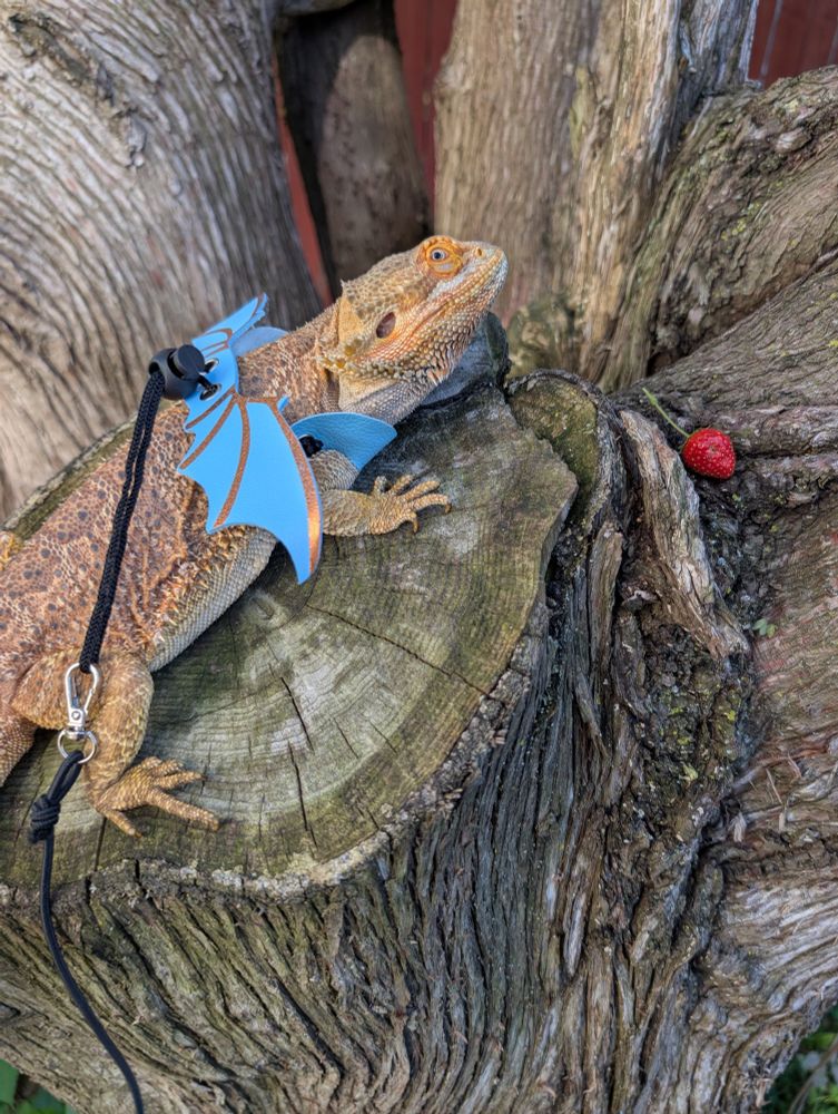 Bearded dragon on a tree, wearing a harness with blue and gold wings 