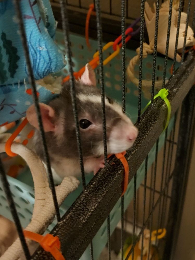 A black and white fancy rat looking out from inside his cage with his nose pressed between the bars. 