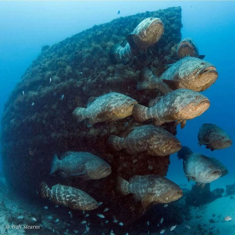A spawning aggregate of goliath groupers in front of a shipwreck. Most grouper species get together in groups like this, where they'll all spawn simultaneously 