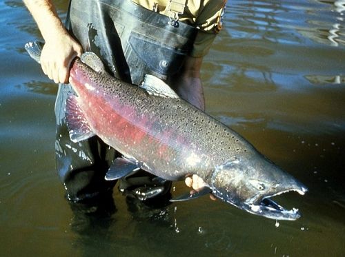 A male Chinook salmon in breeding dress. He's a silvery bronze color with red flanks and a hooked beak on his jaw that helps him to fight off other males