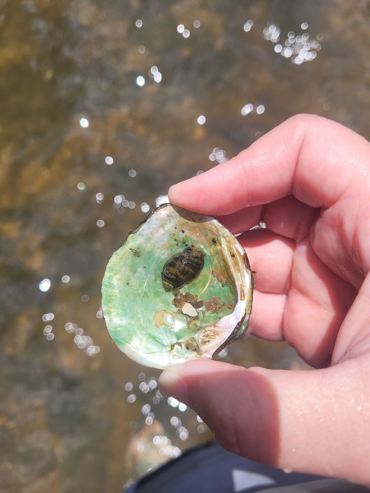 An aquatic snail with a cool stripey shell chilling in the shell of a freshwater mussel