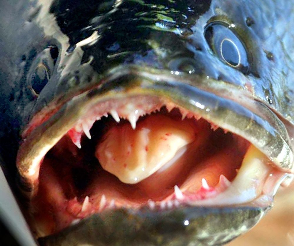 A head-on view of a snakehead, showing the impressively large teeth inside its mouth. All snakeheads are capable of delivering a rather painful bite