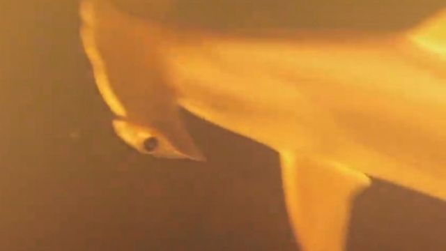 Picture of a scalloped hammerhead in the super-heated volcanic waters of Kavachi Volcano. Only the front half of the shark is visible, but the classic 'hammerhead' is clearly noticeable even though the picture quality isn't amazing