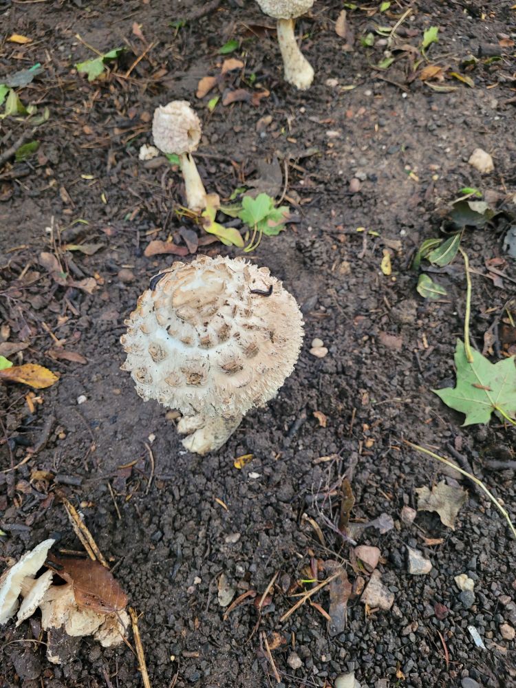A group of three white mushrooms with shaggy caps, tipped in brown 