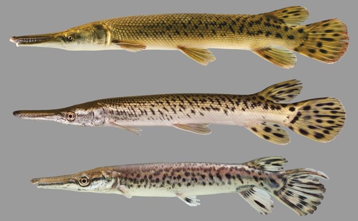 A group of three alligator gar. The one on top is an adult, the one in the middle is an older juvenile, and the bottom one is a recently hatched juvenile