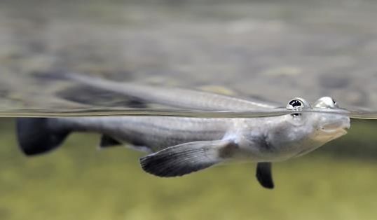 A four-eyed fish at the surface of the water. He is light gray in color, with dark gray fins. His eyes stick above the water, much like a crocodile only cuter