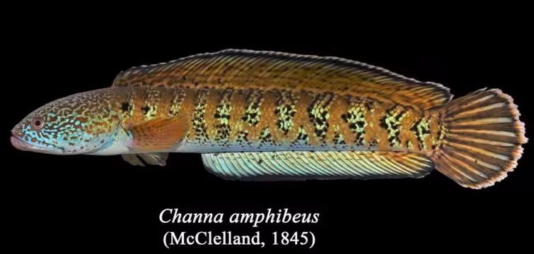 A beautiful snakehead with a rather reptilian pattern of gold, orange, and black. It face is speckled with turquoise 