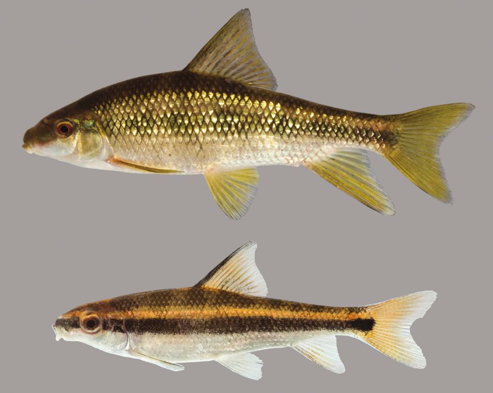 A lake chubsucker adult (top) and juvenile (bottom), showing again how different adults and juveniles in this genus look