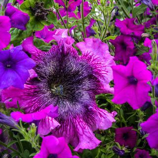 Pictures of pink Cosmic Cherry Petunias