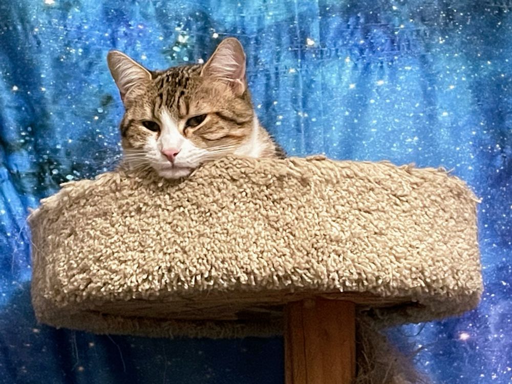 An orange and white tabby cat in the top tier of a beige carpeted cat tree.
