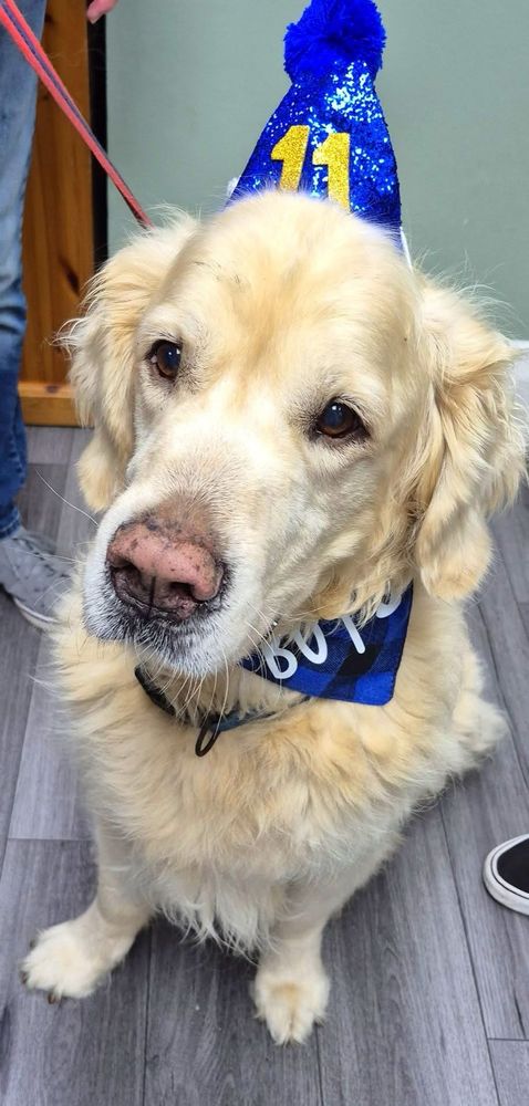 Golden retriever looking up at camera. 