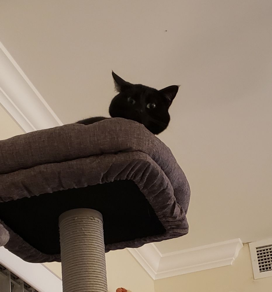 Bkack cat peering over the "balcony" of her kitty condo 
