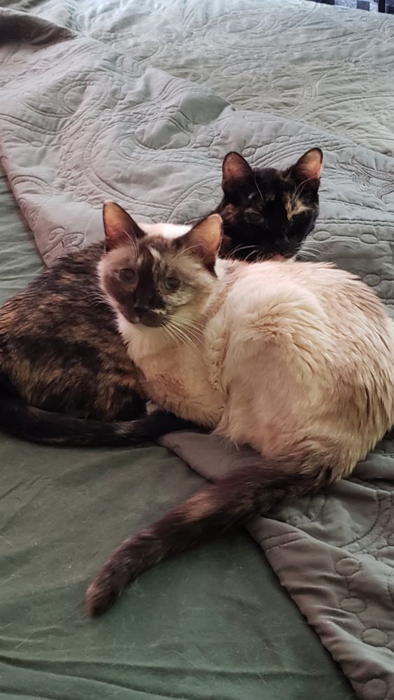 Happy Caturday from Fiona and Sky