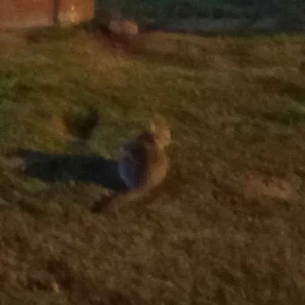 a very blurry photo of a cat taken at night, its a grey cat, honestly far more photographic than i expected by the way it just keep standing there in a stalemate and it did not run away until i approached it to pet it, but understandable, its hard to pet cats