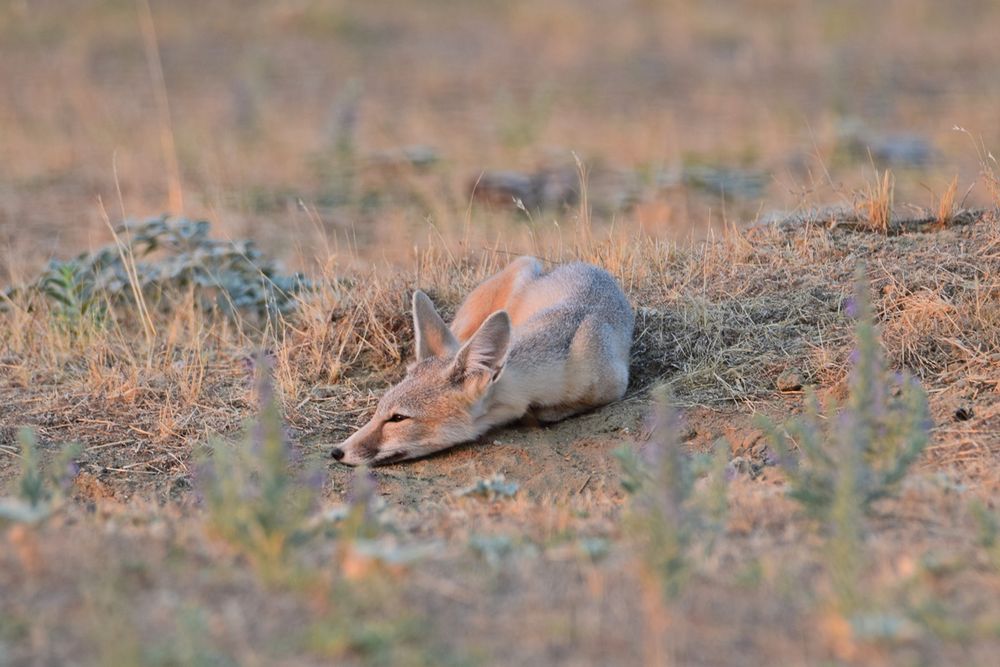 A kit fox naps in the morning sun. 