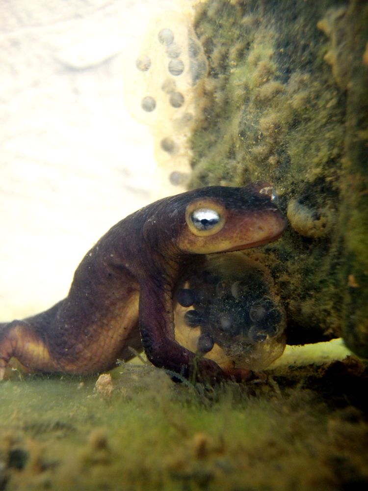 A dark red newt with an orange underbelly is seen resting on top of an egg mass underwater. More egg masses are visible in the background. 