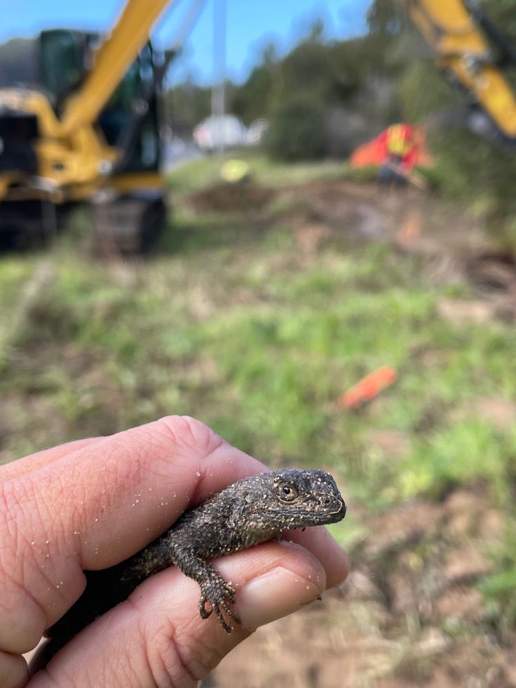 A small, dark, lizard with dirt all over him, is held in one hand. There is construction equipment in the background. 