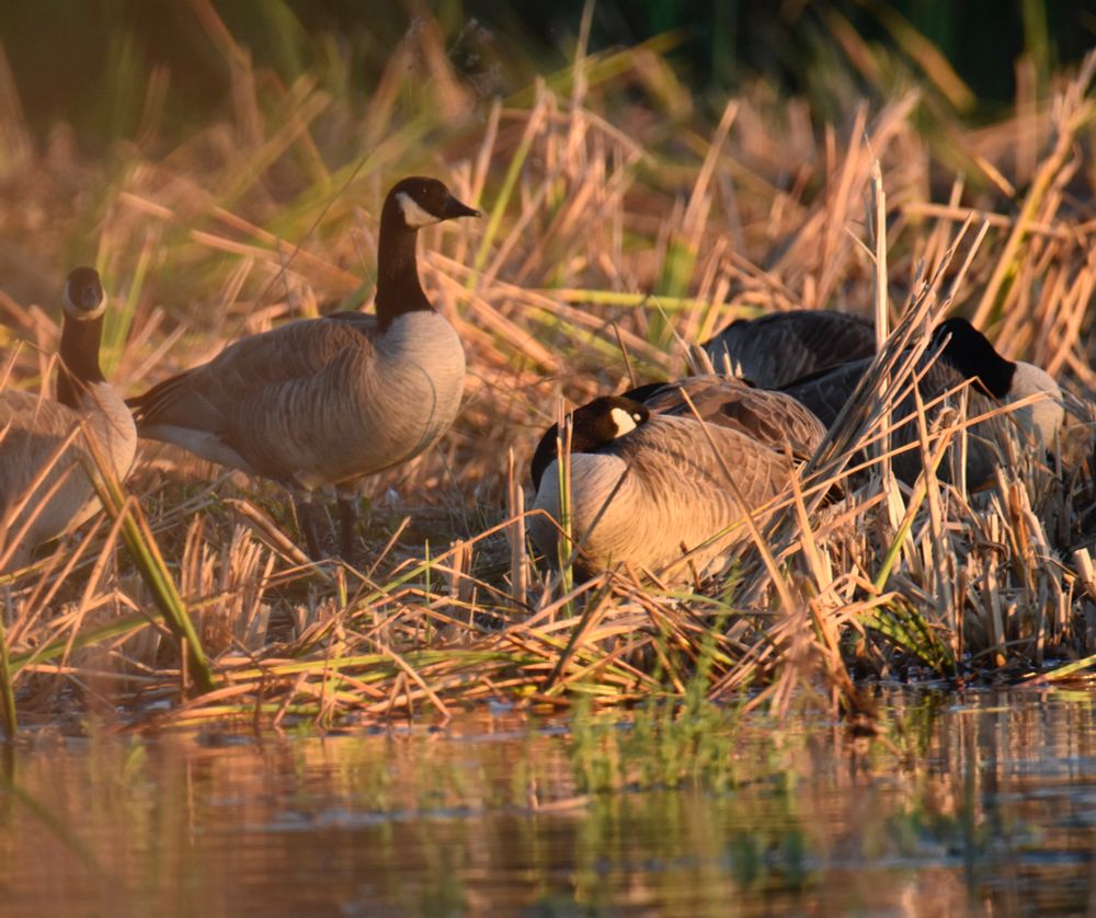 Canada geese trying to catch some sleep on their migration journey. 