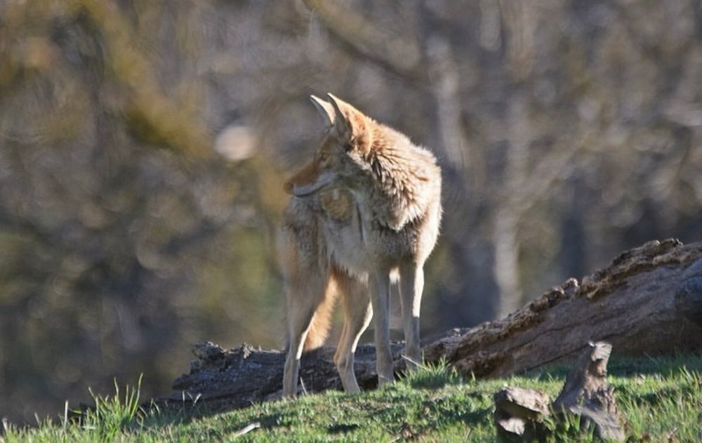 The same coyote, peering the other direction. 
