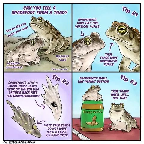 A 4-panel comic with tips about identifying spadefoot toads vs western toads.  Spadefoot have vertical pupils, true toads have horizontal pupils. 